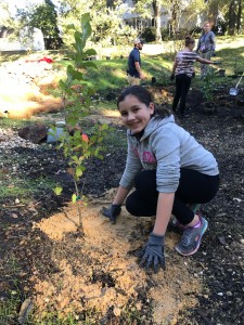 Sixth grade student planting a tree