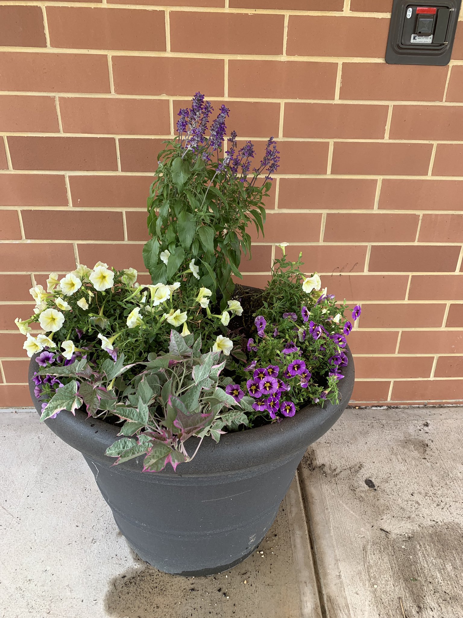 Flower pot filled with purple, yellow, and green flowers.